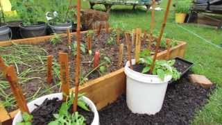 Growing Two Peppers in a Single 5 Gallon Containers  The Rusted Garden 2013 [upl. by Eirb]