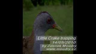 Little crake trapping [upl. by Rosemare173]