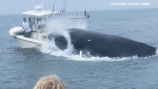 Whale capsizes boat fishing in Portsmouth Harbor off the New Hampshire coast [upl. by Torrell461]