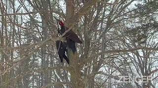 Pileated Woodpeckers In Mating Dance [upl. by Garrek]