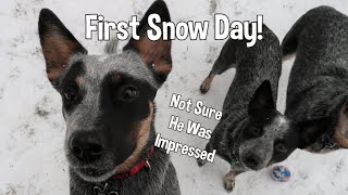 Sullys First Snow With The Girls Australian Cattle Dog Puppy [upl. by Hanah]