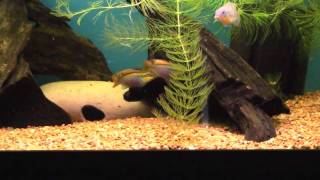 Pelvicachromis taeniatus Moliwe 2 [upl. by Onder]