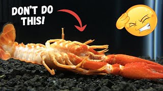 5 Mistakes that will KILL your crayfish [upl. by Ahgiela]