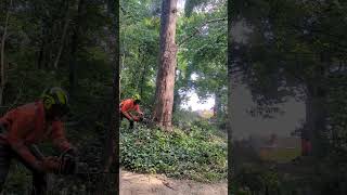 Large dead sycamore tree fell with Stihl ms500i treefelling treesurgery arborist forestry stihl [upl. by Kinny]