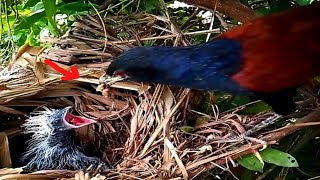 Greater coucal Birds bring frogs to feed [upl. by Yolane633]