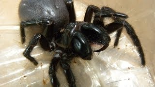 Sydney Funnelweb Spider  10 Freaky Facts [upl. by Armand]