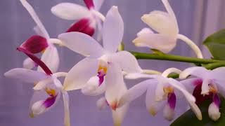 Phalaenopsis speciosa tetraspis C1  Orchid Spotlight amp Care Tips [upl. by Diskin]