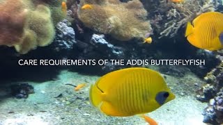 Addis Butterflyfish care Chaetodon semilarvatus [upl. by Sharos]