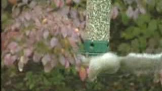 Audubon 18quot Squirrel Baffle How to install [upl. by Ellinet]