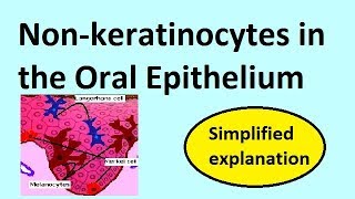 Nonkeratinocytes in the oral epithelium [upl. by Toney951]