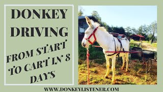 Training Driving Donkey in 8 days [upl. by Jareb]