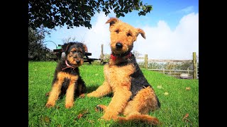 Airedale Terriers  The Dogs With The Waggiest Tails [upl. by Bunnie153]