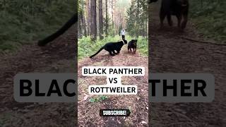 Rottweiler and Black Panther face off Who will win [upl. by Nnasus]