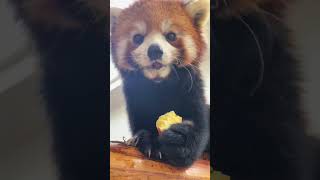 WOW adorable red panda🍼🍼🍼 amsr foryou ailurusfulgens redpanda fpy zoo cute [upl. by Lednahc]