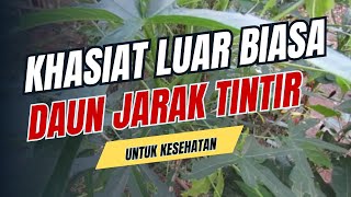 Khasiat Luar Biasa Jarak Pagar untuk Kesehatan Manfaat dan Cara Penggunaannya [upl. by Giah956]