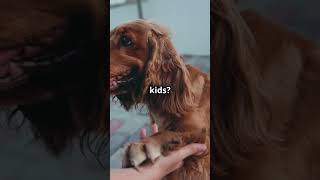 🐶Incredible Cocker Spaniel Facts You Won’t Believe😱✨ CockerSpanielMagic DogWonders animalkingdom [upl. by Ress]