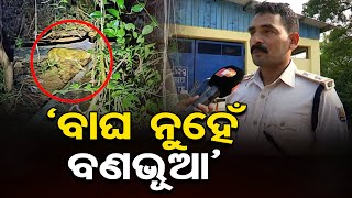 ବାଘ ନୁହେଁ ବଣଭୂଆ’  Wild Cat Spotted Not Tiger at Bhubaneswar Airport  Odisha Reporter [upl. by Annay558]