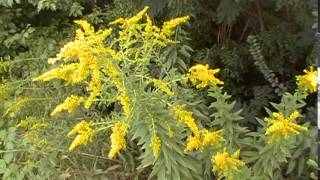 Goldenrod and its uses [upl. by Annavaig]