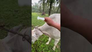 cow vitamin injection 😯 [upl. by Cawley]