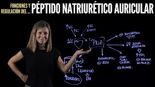 Péptido Natriurético Auricular PNA regulación y funciones [upl. by Aggy]