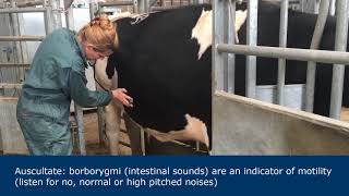 Abdominal examination in ruminants [upl. by Lipman]