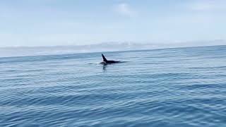 Orcas  Farallon Islands  San Francisco [upl. by Ashmead]