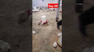 Day 09 Poultry FaramPoultry Faram Business Plan shortvideo [upl. by Plank]