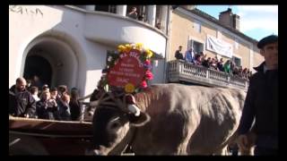 FETE BOEUFS GRAS BAZAS EARL SILLAC ET BARSES 2013 [upl. by Odranreb]