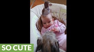 Irish Wolfhound entertains giggling baby [upl. by Ojahtnamas944]