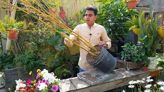 How to Take Care of Bamboo Plant at Home  Bamboo Plantation  How to Grow Bamboo From Cuttings [upl. by Euqirne]