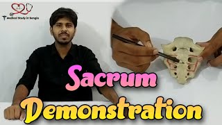 Sacrum Demonstration  Parts Attachment relation [upl. by Ioves]