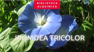 IPOMOEA TRICOLOR ERGINA USOS E EFEITOS [upl. by Danaher917]