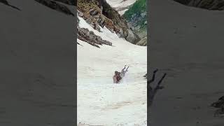 Donkey fell down from mountain [upl. by Crist]