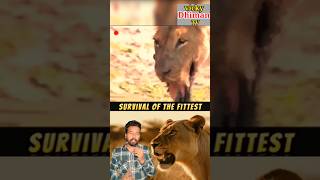 lion vs hippo । sherni lion hippo forest [upl. by Reginauld]