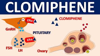 Clomiphene Clomid  Mechanism side effects precautions amp uses [upl. by Eniamart]