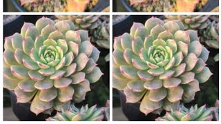 My mini echeveria plant cuttings repotting [upl. by Geier]