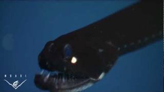 Eerie critters from the deep sea BIG TEETH [upl. by Roseline]