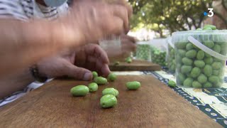 VAQUI La fête des olives vertes de Mouriès entre traditions provençales et enjeux économiques [upl. by Curcio887]