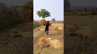 Dhan Rice🌾ka Bojha la rhe hain farming village vlog minivlog youtubeshorts shorts trending [upl. by Airotna]