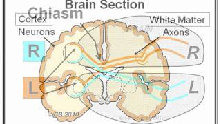 Migraine 3 Mechanism [upl. by Anauq264]