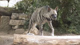 HYENA a beautiful amp curious striped Hyena Streifenhyaene hyène rayée Opel Zoo [upl. by Sheley66]