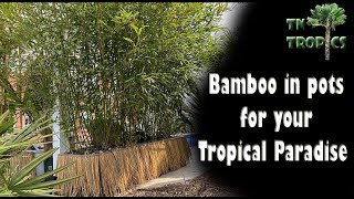 Bamboo in pots for your tropical landscape [upl. by Sivar291]