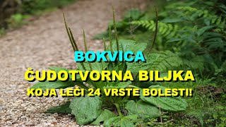 BOKVICA  ČUDOTVORNA BILJKA Koja LEČI 24 VRSTE BOLESTI [upl. by Secundas761]