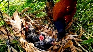 Greater coucal birds Where did she go to leave the baby in the nestEp6 [upl. by Rol]