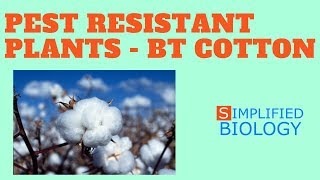 PEST RESISTANT PLANTS  Bt COTTON for NEET AIIMS AIPMT MCAT JIPMER PREMED [upl. by Lavelle]