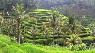 Sustainable Agriculture in Bali [upl. by Laws257]