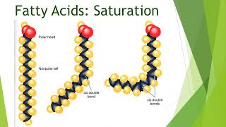 Metabolism of Lipids amp Fatty Acids  2nd Year MBBS  Lecture 01 [upl. by Htidra]