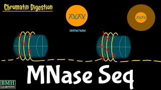 MNase Seq  Micrococcal Nuclease Sequencing  Micrococcal Nuclease Assays [upl. by Nwahsid603]