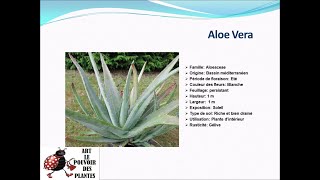 Fiche technique Aloe Vera Plante dintérieur [upl. by Callean499]