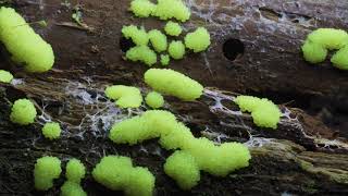 Moving slime mold plasmodia [upl. by Shanley]